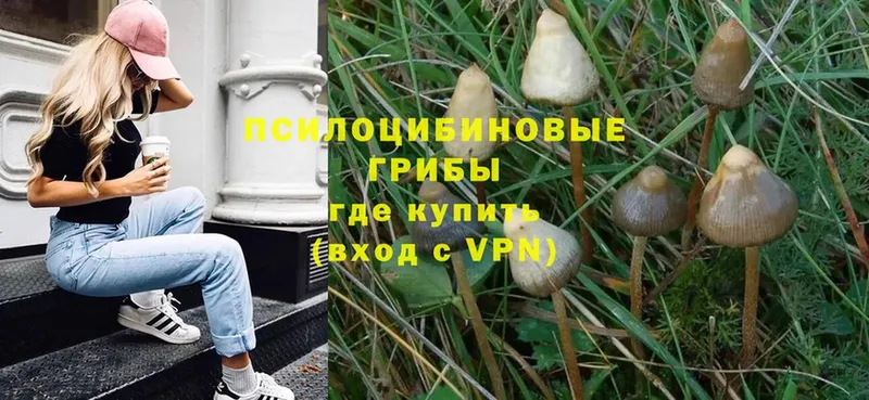 Псилоцибиновые грибы Magic Shrooms  Тимашёвск 